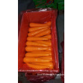 Fresh Carrot with S M L grade export to HK Malaysia  Singapore East South Asia